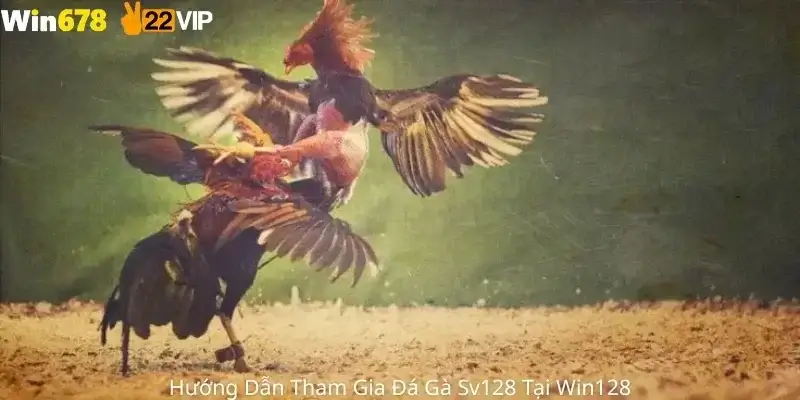 Hướng Dẫn Tham Gia Đá Gà Sv128 Tại Win678